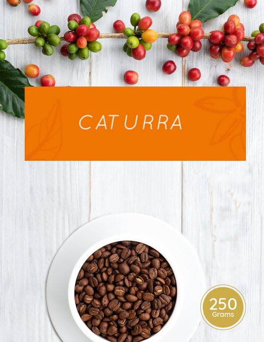 Caturra - Bean